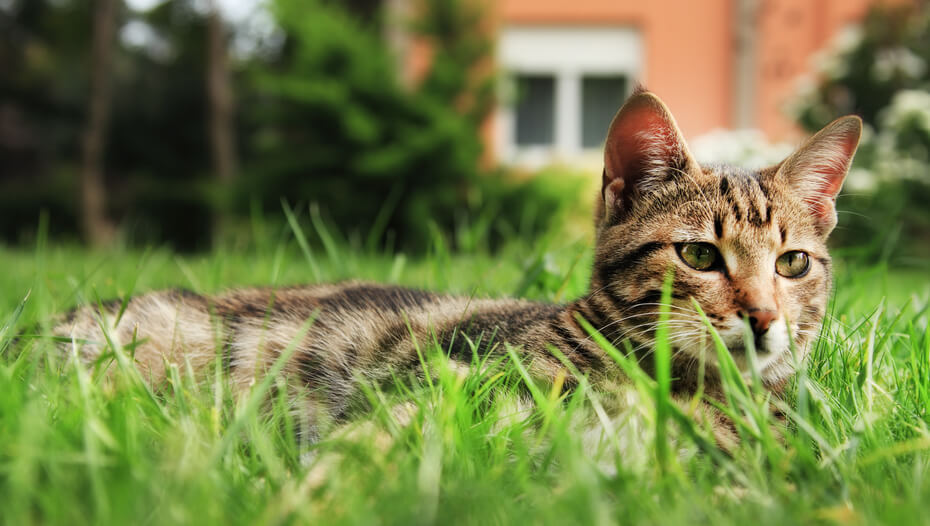 Why Do Cats Eat Grass? 3 Potential Reasons Purina
